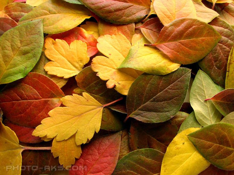 [تصویر:  autumn_leaves.jpg]