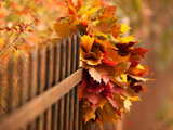 برگ های پاییزی و حصار چوبی