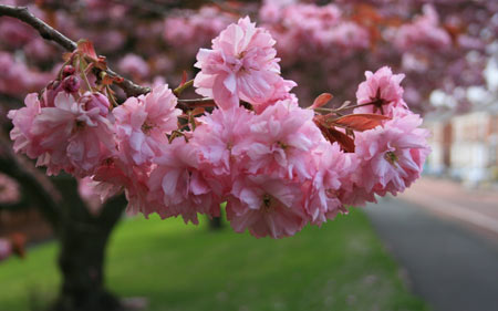 شکوفه صورتی درخت گیلاس blossom pink cherry