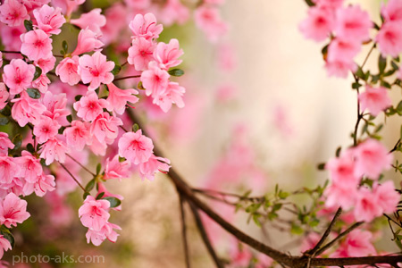 زیباترین شکوفه های بهاری peach spring flowers