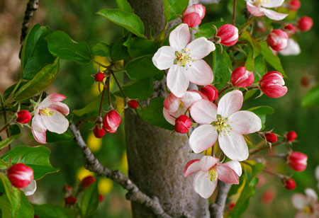 شکوفه بهاری درخت سیب flower apple blossom