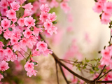 زیباترین شکوفه های بهاری