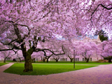شکوفه درخت کیلاس ژاپنی