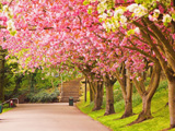 شکوفه درختان بهاری 2016