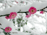 برف روی شکوفه درخت
