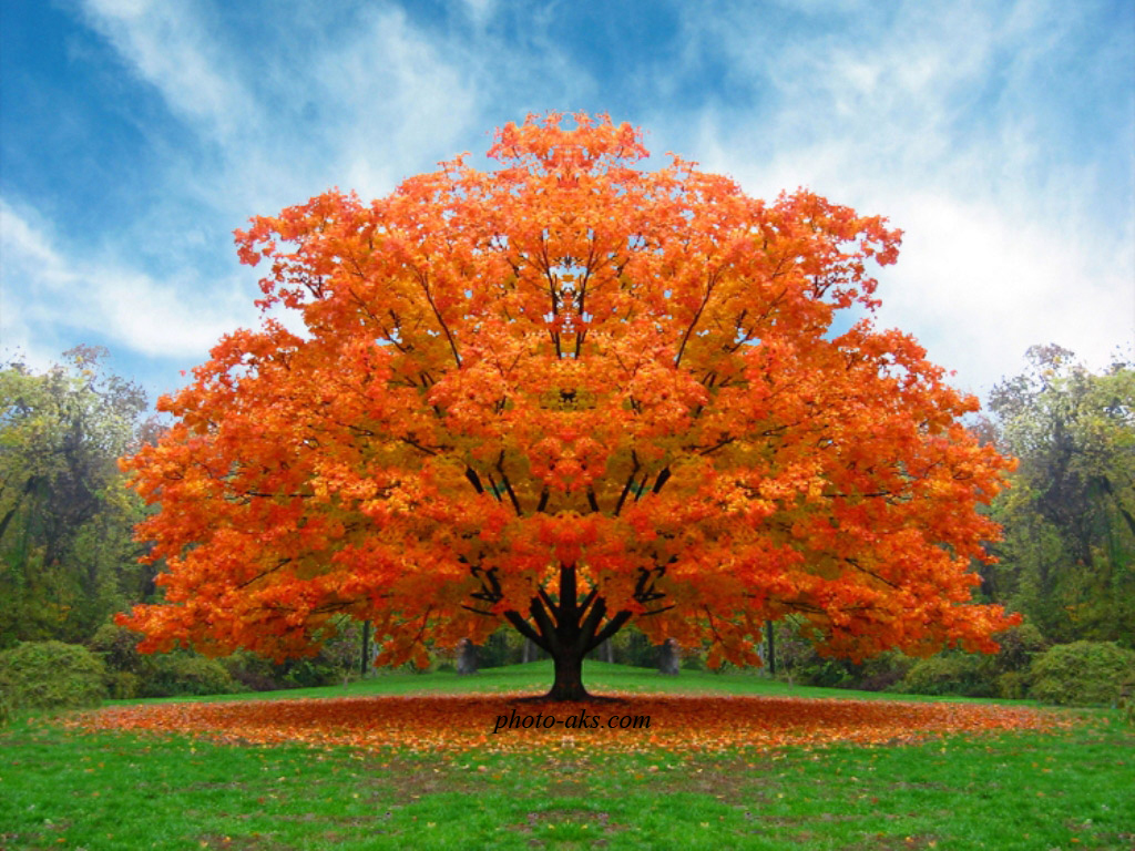 عکس درخت زیبای پاییزی+طبیعت