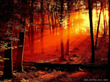 تابش نور قرمز در جنگل
