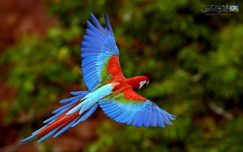 عکس پرواز طوطی رنگارنگ در جنگل