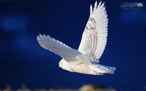 عکس بسیار جالب از پرواز جغد سفید برفی