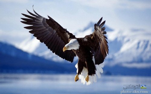 عکس از لحظه فرود عقاب بزرک با بالهای باز