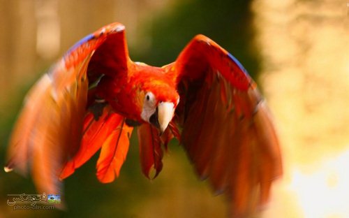 عکس پرواز طوطی جنگل های آمازون
