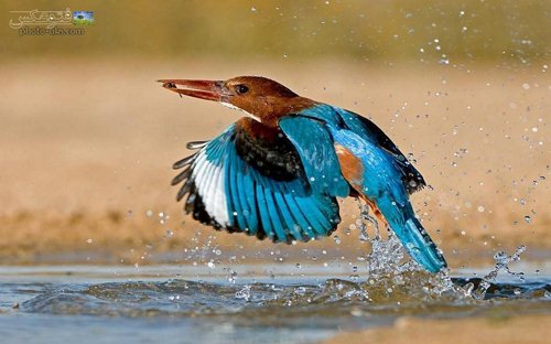 تصویر شکار ماهی توسط پرنده زیبا  ابی رنگ