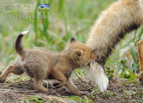 عکس بچه روباه در حال بازی با دم مادر روباه