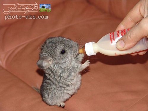 عکس بچه موش در حال شیر خوردن