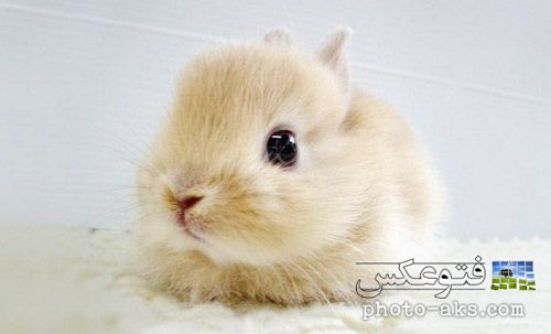 cute-rabbit-baby.jpg