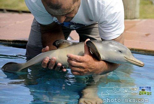 عکس بچه دلفین تازه متولد شده