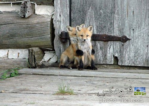 funny-fox-baby-wallpaper.jpg