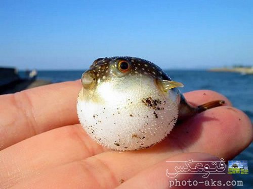 عکس جالب از ماهی پفی خیلی کوچک