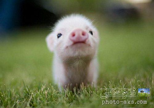 very-little-pig-baby.jpg