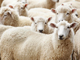 عکس دسته جمعی گوسفند ها