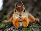 عکس های جالب سنجاب ها