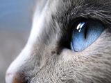عکس زیبا نگاه گربه چشم آبی