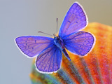 پروانه ارغوانی بسیار زیبا