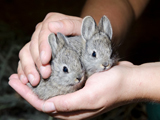 خرگوش های خاکستری کوچولو