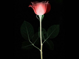 عکس گل رز برای طراحی