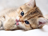 لیس زدن بچه گربه