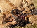 عکس شیر ها در حال خوردن بوفالو