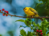 عکس پرنده زرد روی شاخه درخت