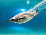 عکس شیرجه پنگوئن در آب