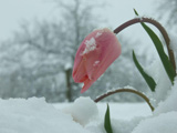 گل لاله صورتی زیر برف زمستانی