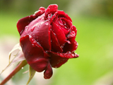 گل رز سرخ و قطره های باران