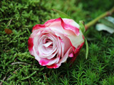 زیباترین عکس شاخه گل رز