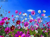 عکس گل های بهاری