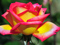 گل رز دو رنگ بسیار زیبا