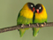 عکس دو مرغ عشق عاشق
