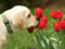 عکس زیبای سگ و گلهای لاله
