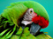 عکس زیبا از سر پرنده طوطی سبز