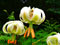 عکس گل سوسن چلچراغ