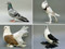عکس انواع مختلف کبوتر
