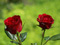 عکس دو شاخه گل رز قرمز طبیعی