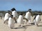عکس جالب مسابقه پنگوئن ها 
