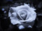 عکس گل رز سیاه سفید