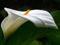 گل شیپوری ختمی سفید