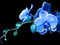 گل ارکیده آبی فیروزه ای