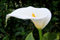 عکس گل شیپوری سفید