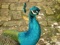 عکس زیبا از طاووس